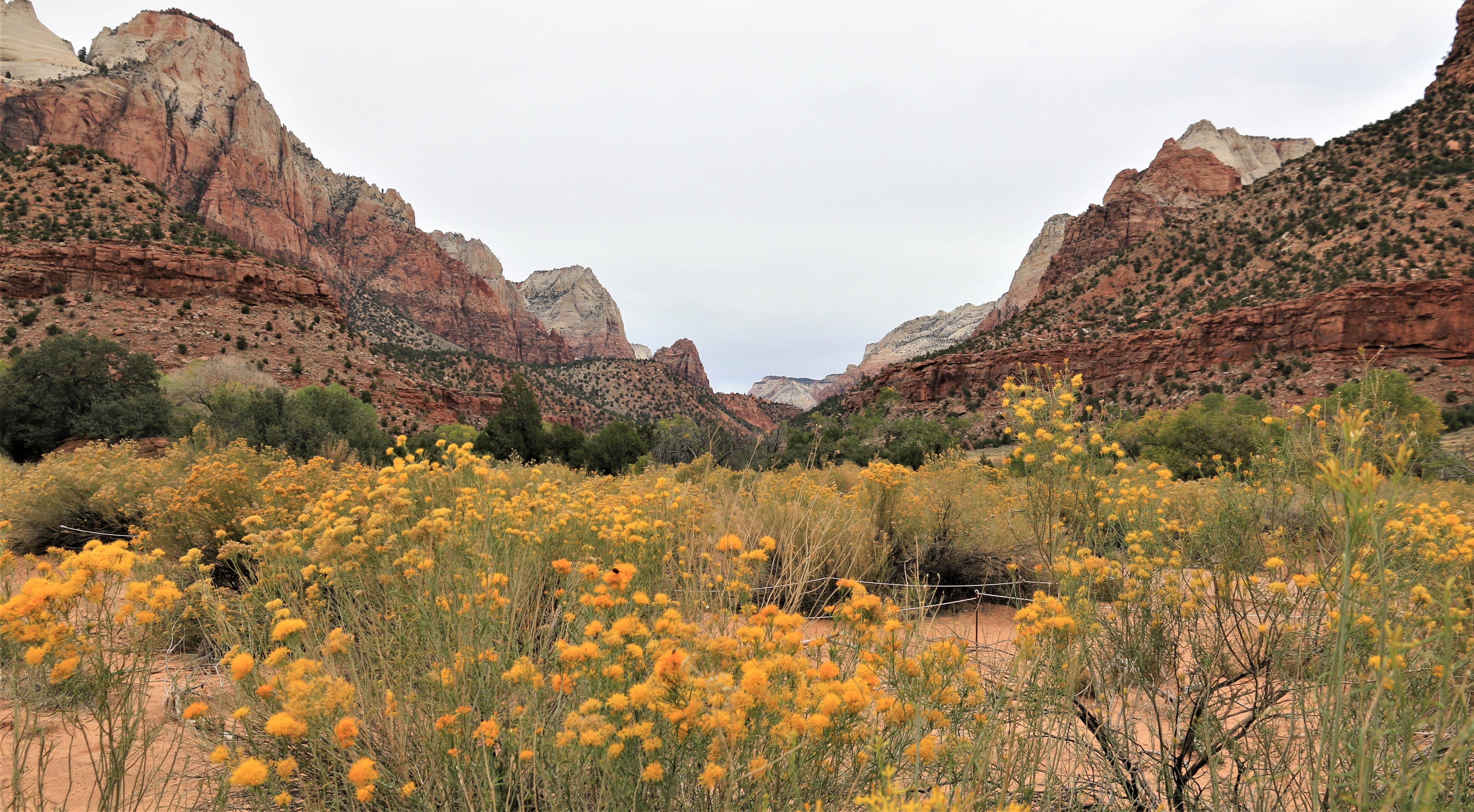 Zion NP